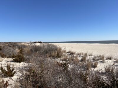 a field of dry grass (MyCoast AI)