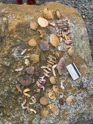 a close-up of a stream (MyCoast AI)