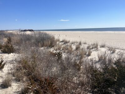 a field of dry grass (MyCoast AI)