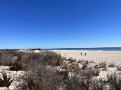 a field of dry grass (MyCoast AI)