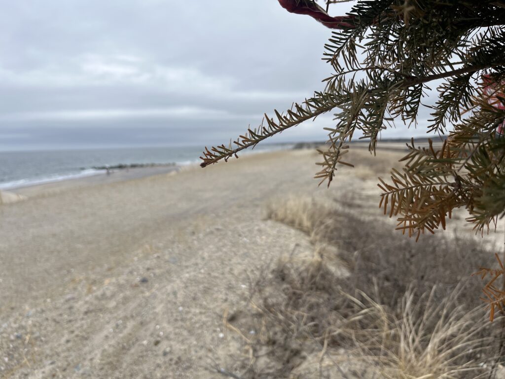 a beach with sand and plants (MyCoast AI)