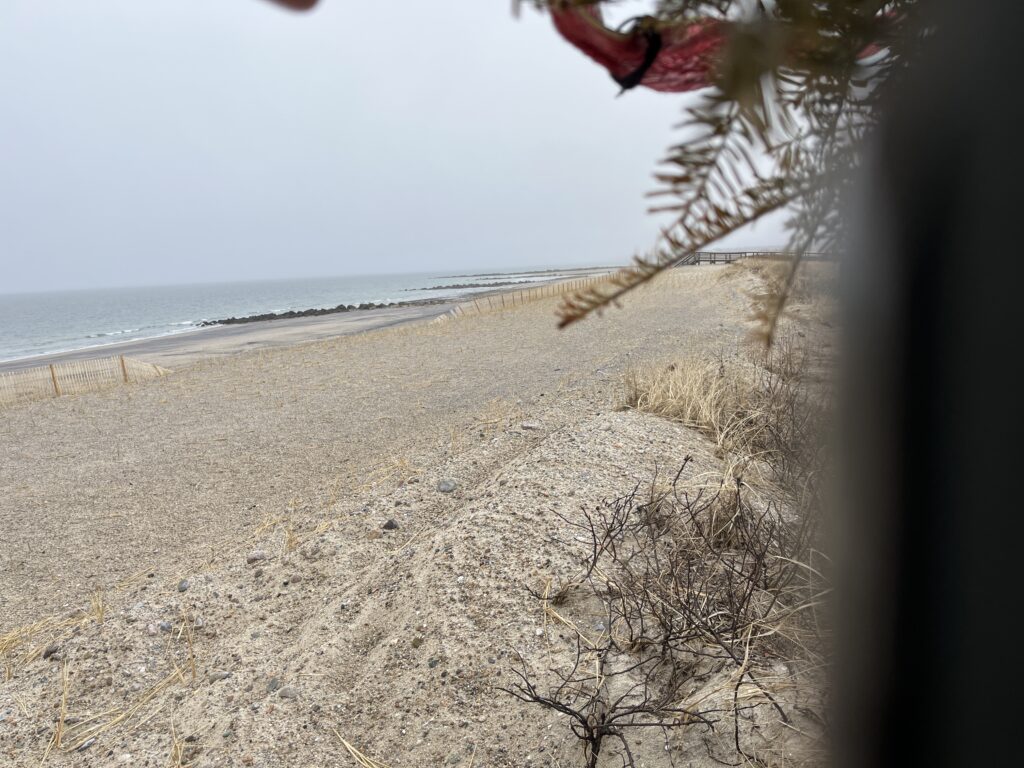 a sandy beach with a tree (MyCoast AI)