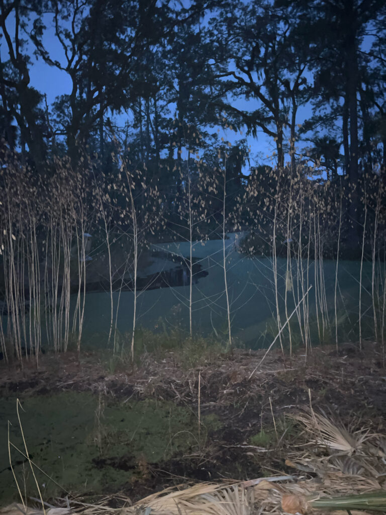 a forest with a lake in the background (MyCoast AI)