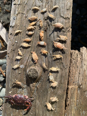 a tree trunk with many leaves (MyCoast AI)