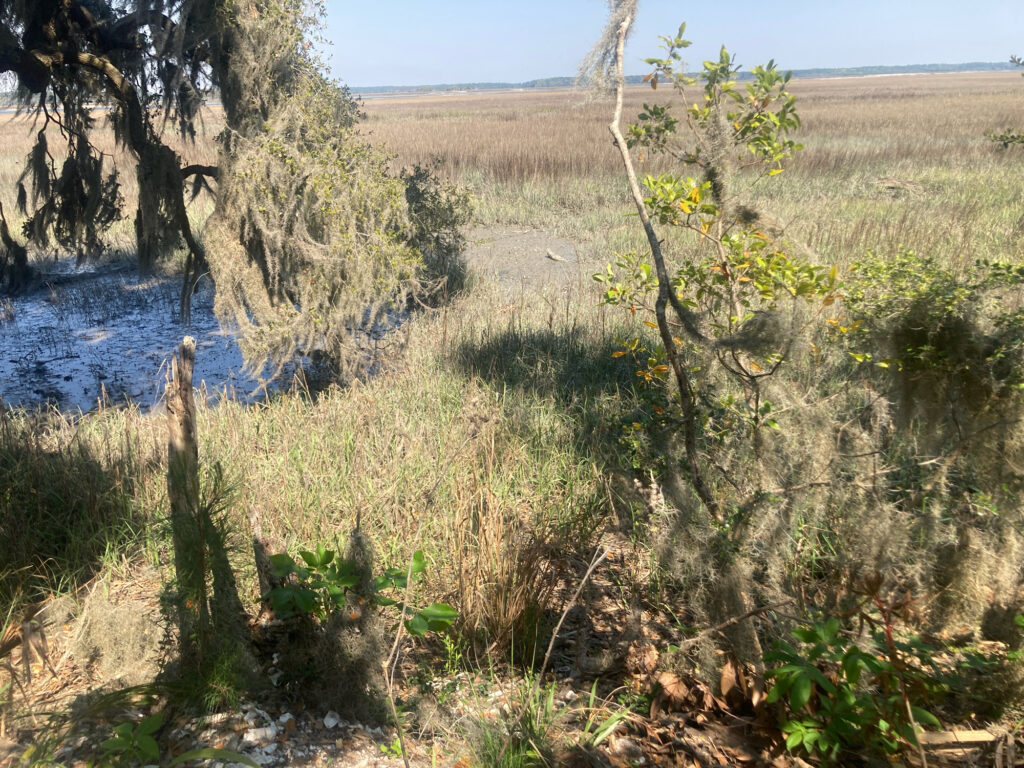 a field of plants and trees (MyCoast AI)