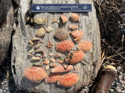 a group of mushrooms growing on a tree (MyCoast AI)