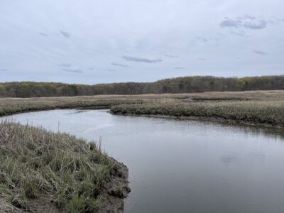 a body of water with grass and trees in the background (MyCoast AI)