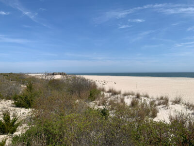 a sandy beach with bushes and grass (MyCoast AI)