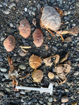 a cigarette on the ground (MyCoast AI)