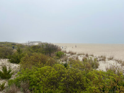 a group of people walking through a field of grass (MyCoast AI)