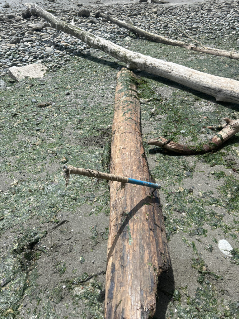 a tree stump in a field (MyCoast AI)