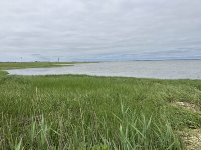 a grassy area next to a body of water (MyCoast AI)