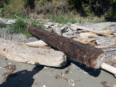 a group of logs on the ground (MyCoast AI)