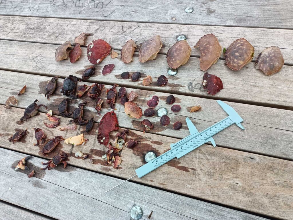 a knife and some nuts (MyCoast AI)