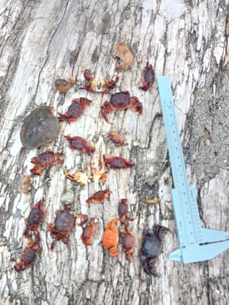 a group of bees on a wood surface (MyCoast AI)