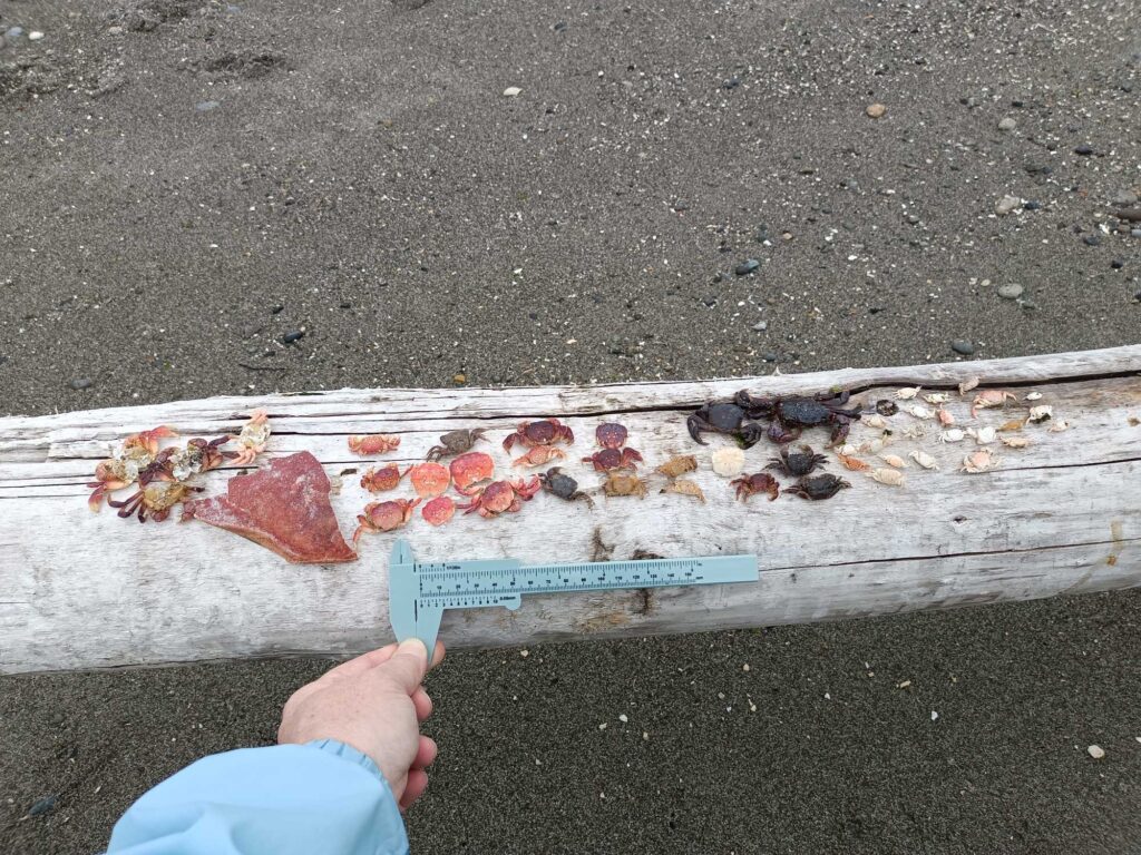 a person's foot on a wooden board with food on it (MyCoast AI)