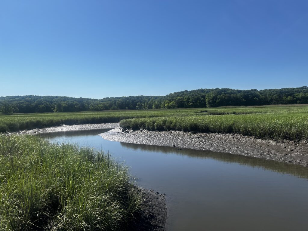 a river with grass and trees (MyCoast AI)