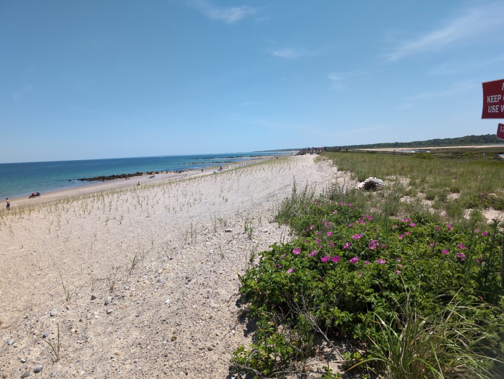 a beach with flowers and grass (MyCoast AI)