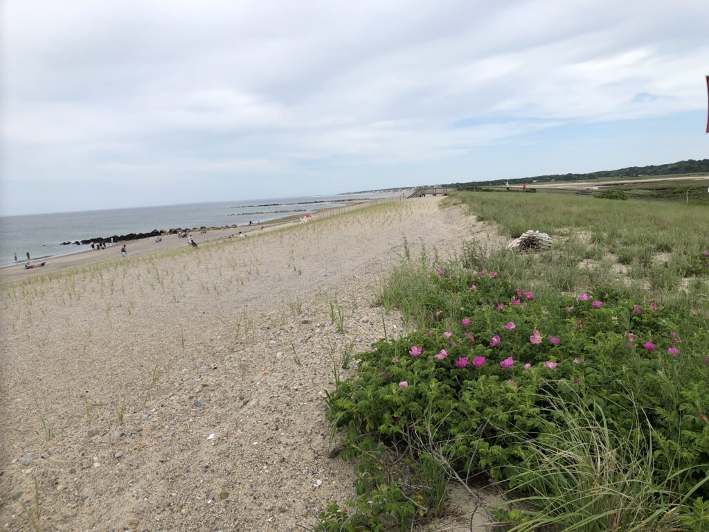 a beach with flowers and grass (MyCoast AI)