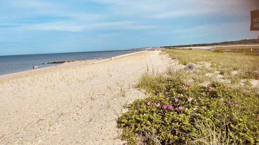 a beach with flowers and grass (MyCoast AI)