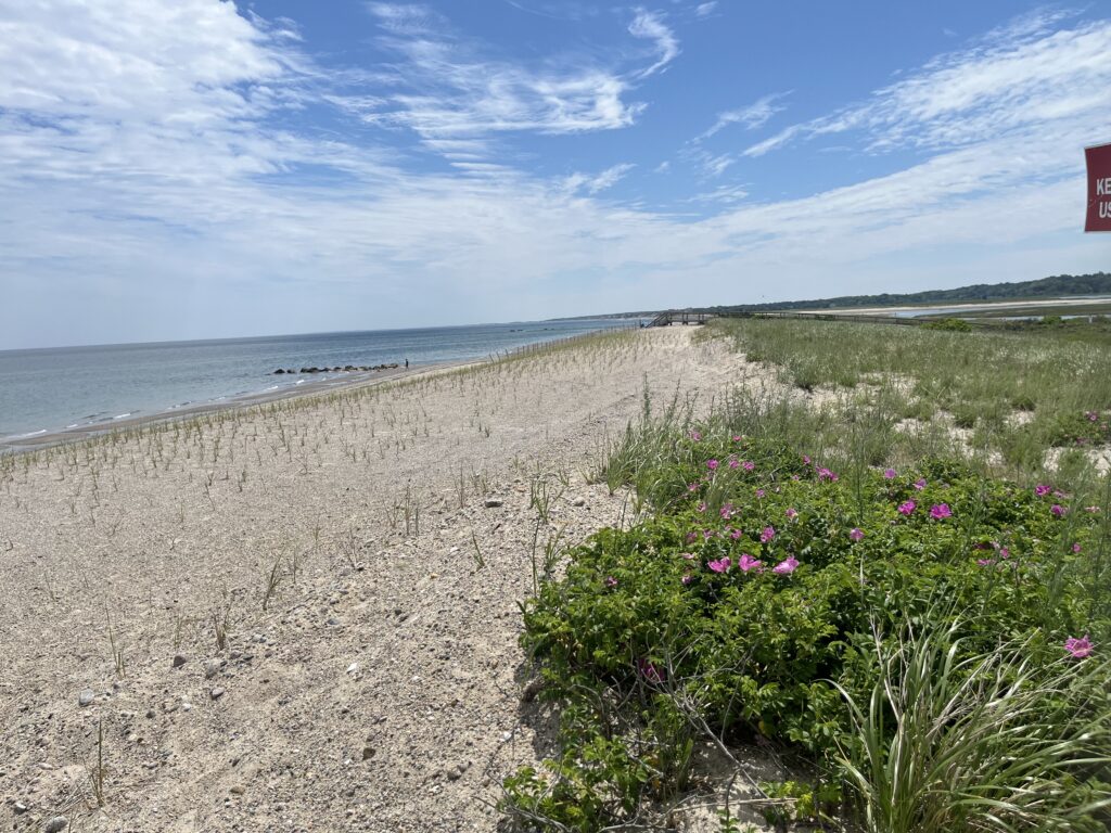 a beach with flowers and grass (MyCoast AI)