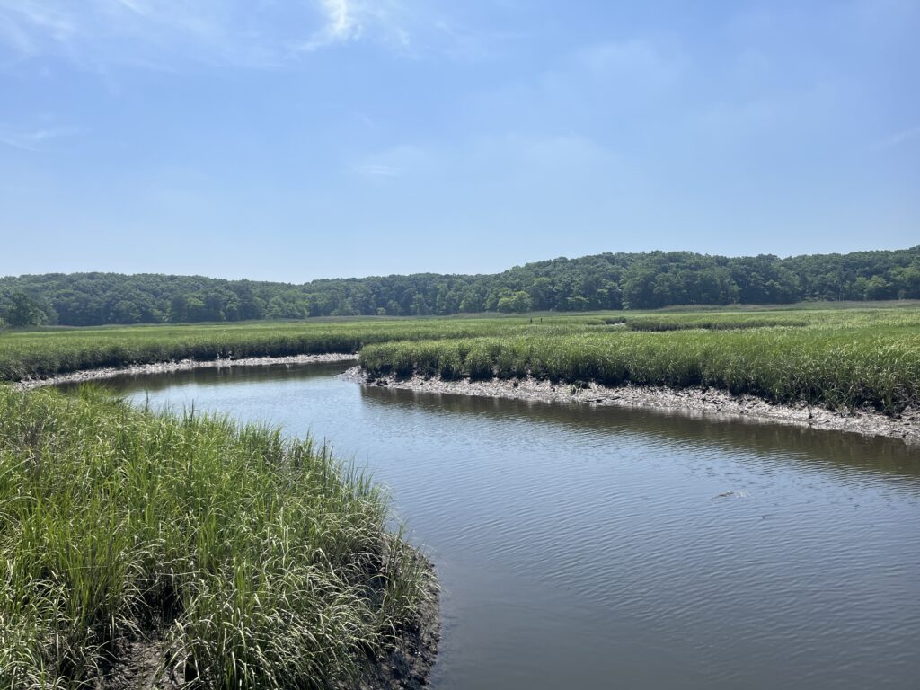 a river with grass and trees (MyCoast AI)