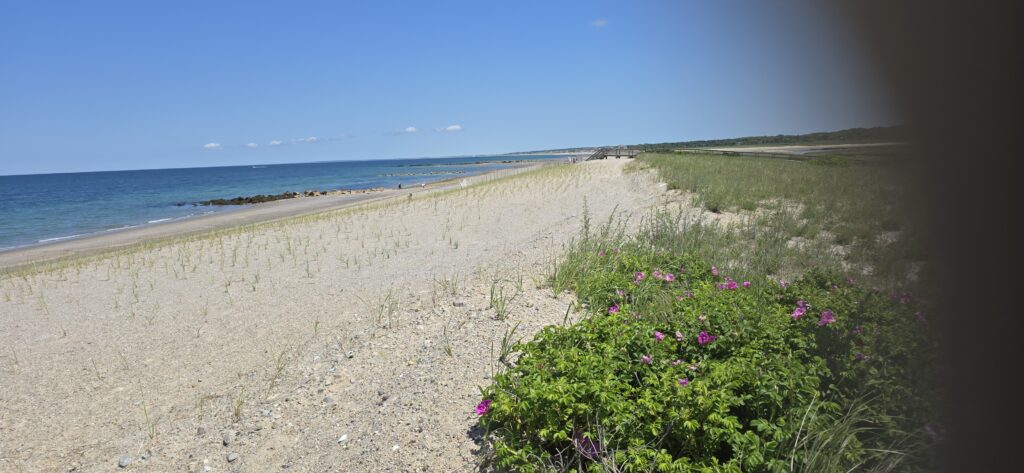 a beach with flowers and grass (MyCoast AI)