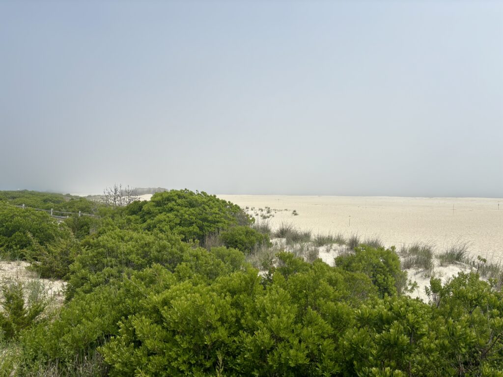 a landscape with trees and bushes (MyCoast AI)