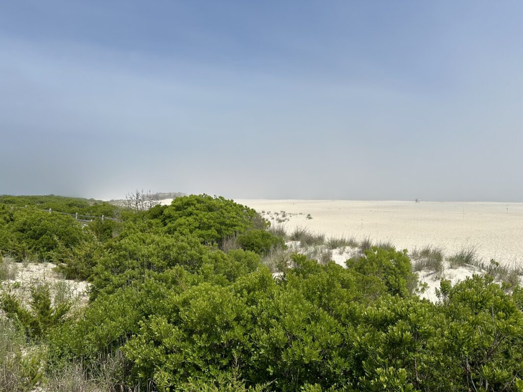 a landscape with trees and bushes (MyCoast AI)