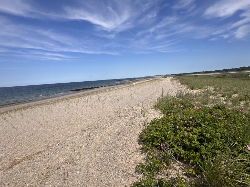a sandy beach with flowers and grass (MyCoast AI)