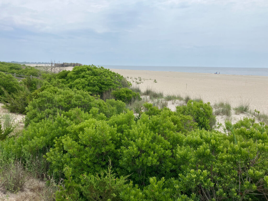a beach with trees and bushes (MyCoast AI)