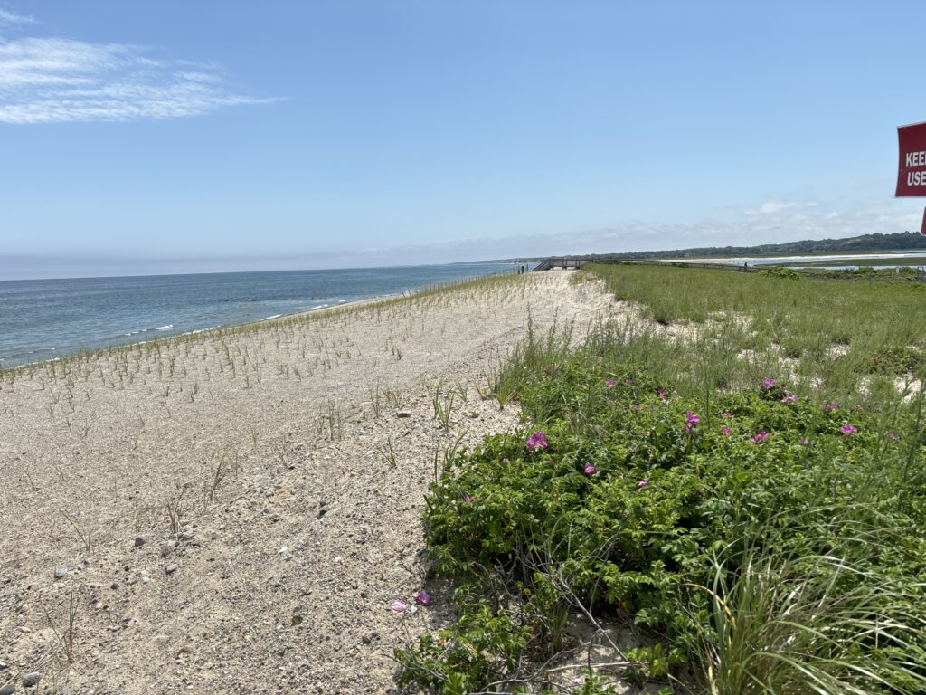 a beach with flowers and grass (MyCoast AI)
