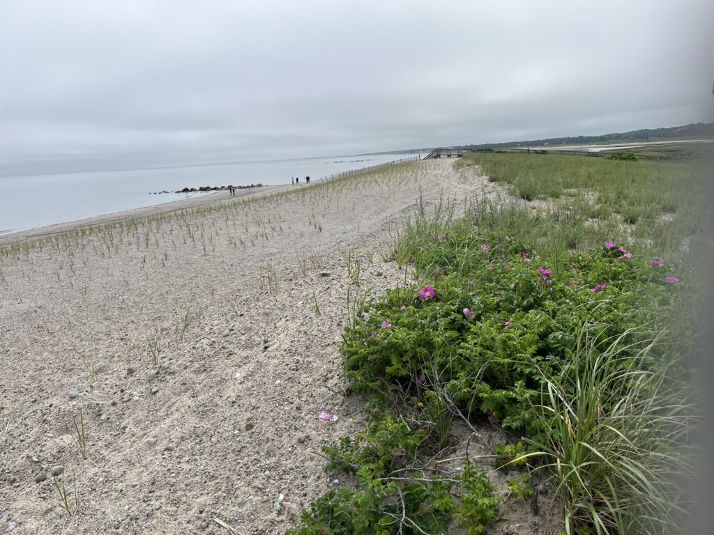 a beach with flowers and grass (MyCoast AI)