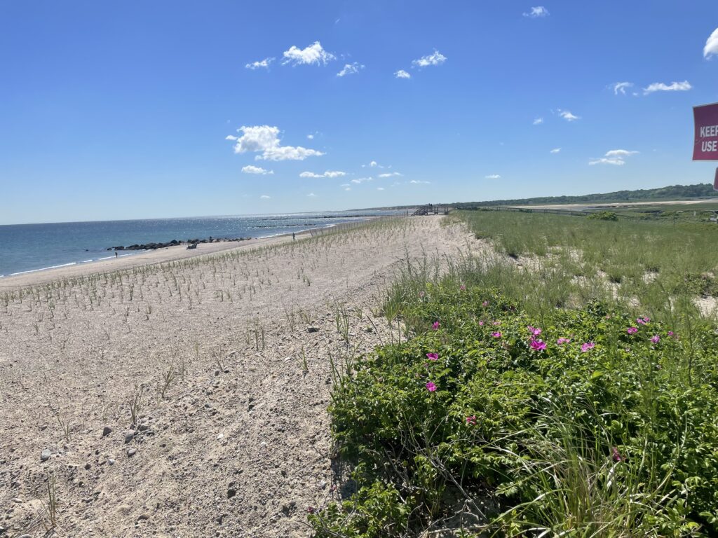a beach with flowers and grass (MyCoast AI)
