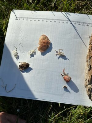 a drawing of a group of animals (MyCoast AI)