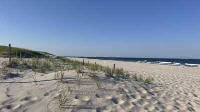 a sandy beach with plants growing on it (MyCoast AI)