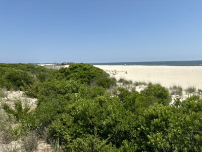 a landscape with trees and bushes (MyCoast AI)