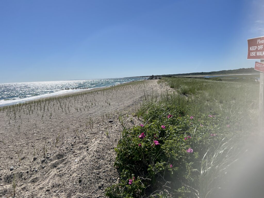 a beach with flowers and grass (MyCoast AI)