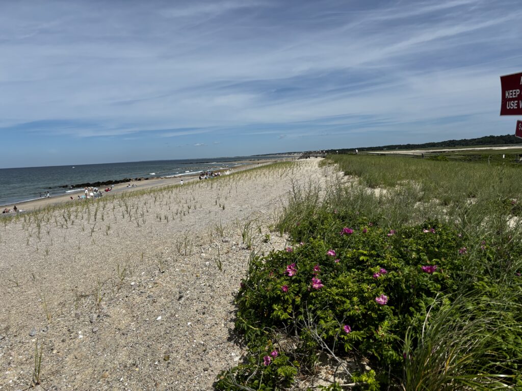 a beach with flowers and grass (MyCoast AI)