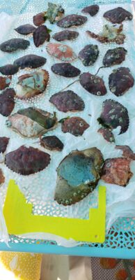 background pattern (MyCoast AI)