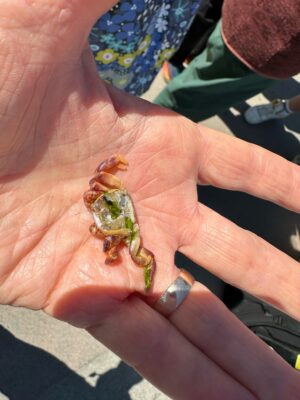 a hand holding a small lizard (MyCoast AI)