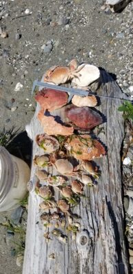 a pile of mushrooms (MyCoast AI)