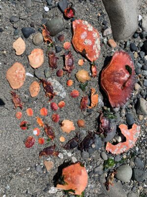 a group of brown and orange objects on a rocky surface (MyCoast AI)