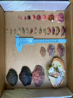 a box of cookies (MyCoast AI)