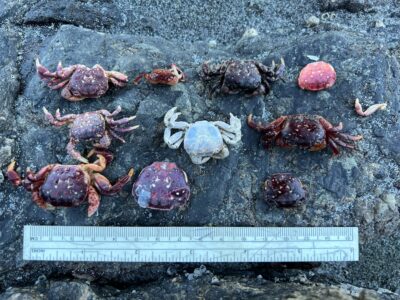 a group of crabs on the ground (MyCoast AI)