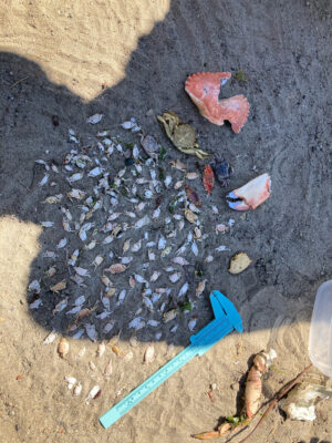 a shovel and a pile of dirt (MyCoast AI)