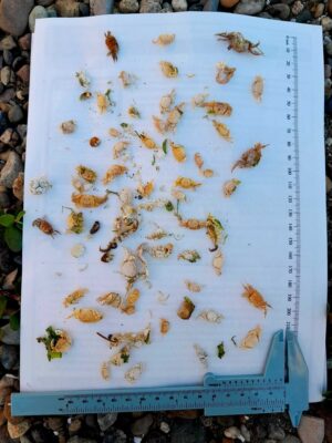 a group of insects on a book (MyCoast AI)