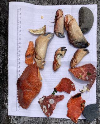 a plate of food (MyCoast AI)