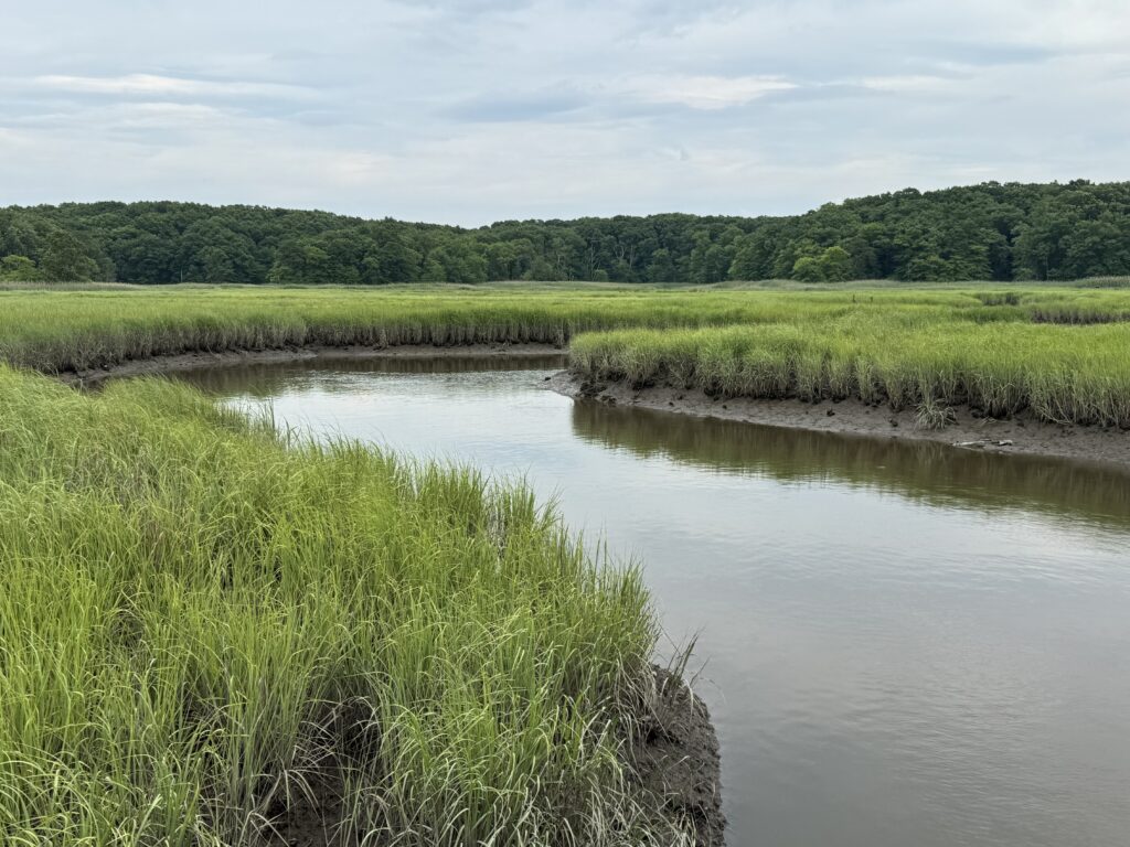 a river with tall grass and trees (MyCoast AI)