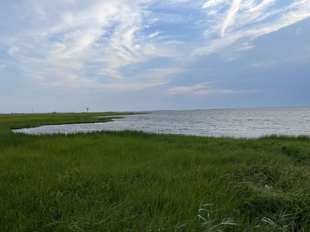 a grassy area next to a body of water (MyCoast AI)